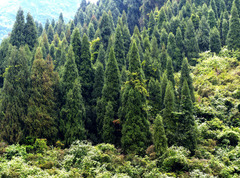 Cupressus pendula