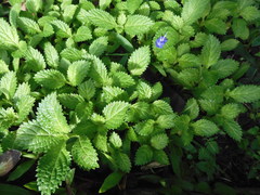 Stachytarpheta indica