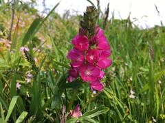 Sidalcea oregana eximia