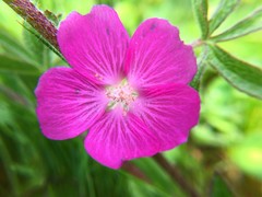 Sidalcea oregana eximia
