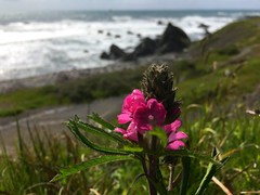 Sidalcea oregana eximia