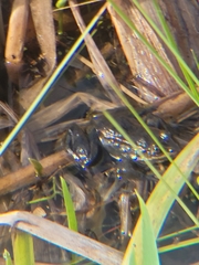 Rana luteiventris