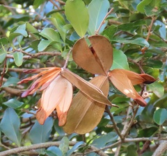 Pristimera delagoensis