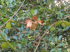 Pristimera delagoensis