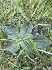 Plantago media
