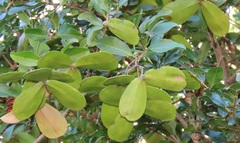 Pristimera delagoensis