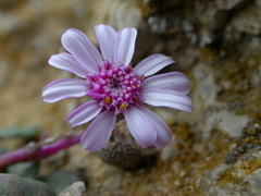 Senecio varicosus