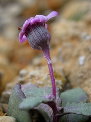 Senecio varicosus