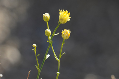 Acamptopappus