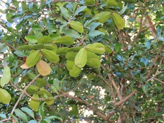 Pristimera delagoensis