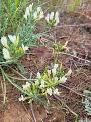 Astragalus reduncus