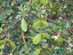 Pristimera delagoensis