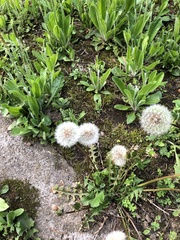 Taraxacum