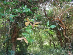 Pristimera delagoensis