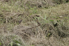 Euplectes hordeaceus