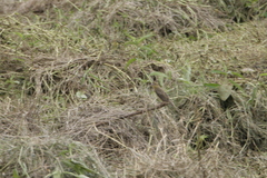 Euplectes hordeaceus