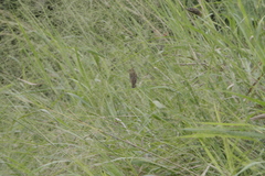 Euplectes hordeaceus