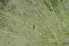 Euplectes hordeaceus