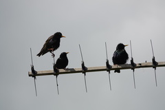 Sturnus vulgaris