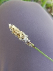 Carex disticha