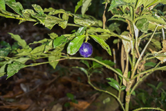 Psychotria nuda