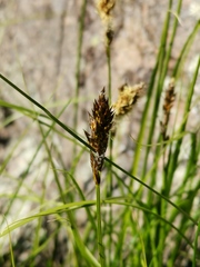 Carex disticha