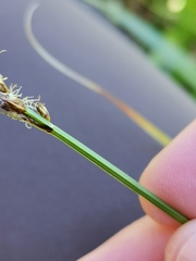 Carex disticha