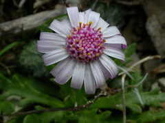 Senecio varicosus