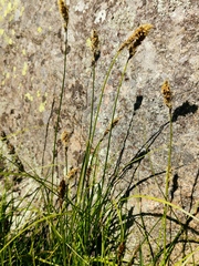 Carex disticha