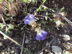 Blepharis procumbens