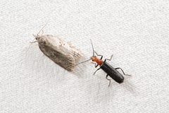 Fissocantharis