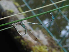 Indolestes peregrinus