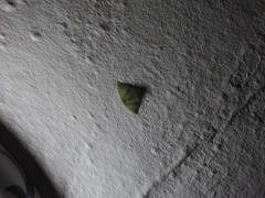 Phaiogramma etruscaria