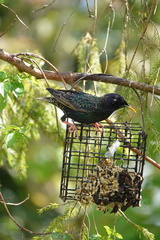Sturnus vulgaris