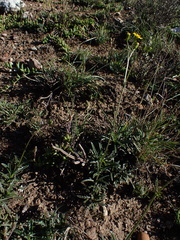 Senecio crassiusculus