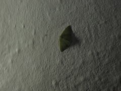 Phaiogramma etruscaria