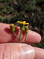 Senecio crassiusculus
