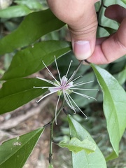 Capparis acutifolia