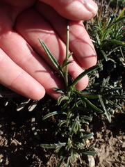 Senecio crassiusculus