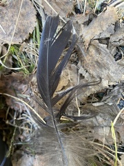 Tetrao