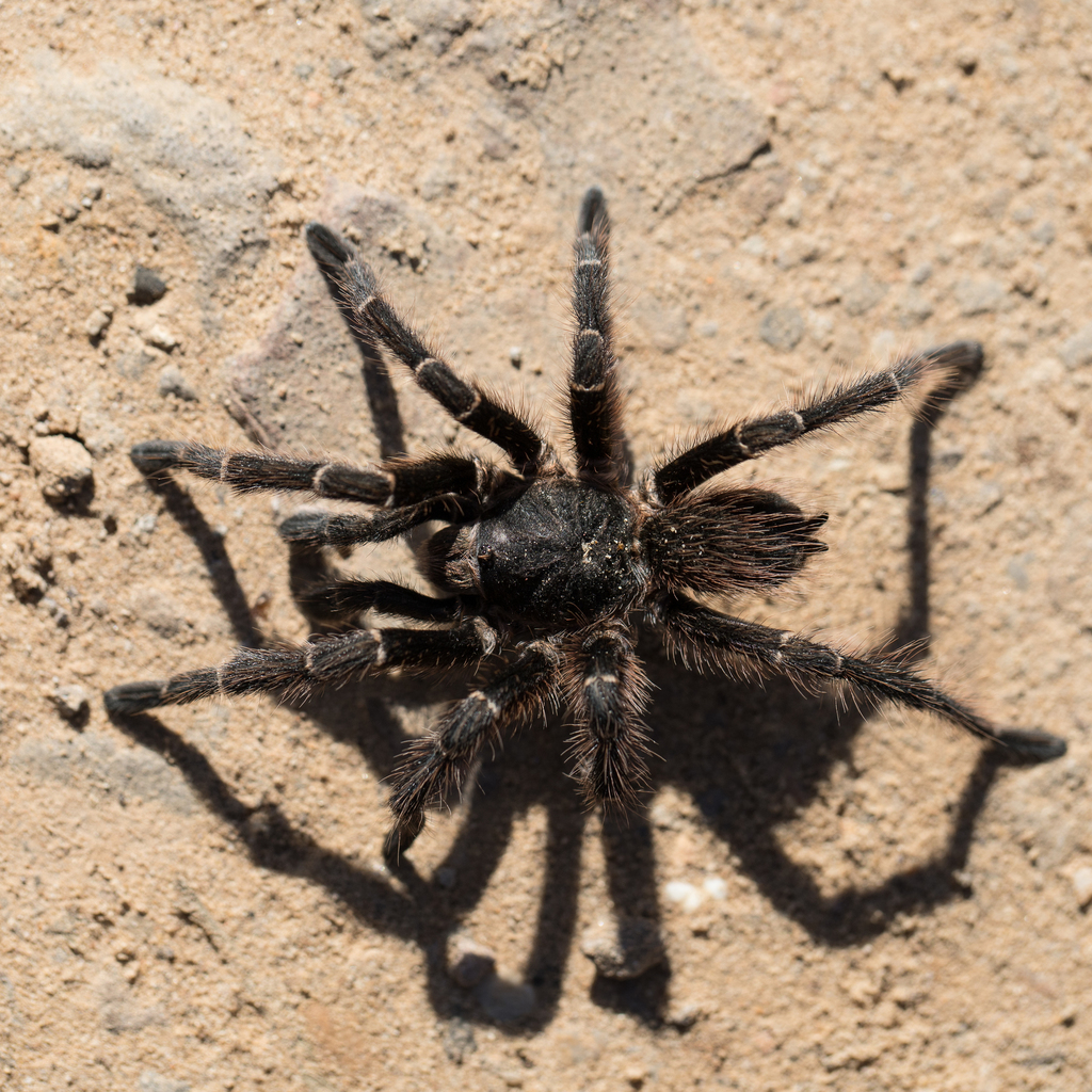 Giant Pink Starburst Tarantula from Silveira Martins - RS, Brasil on ...