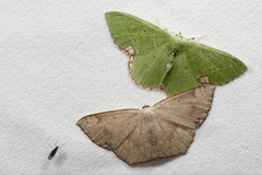 Peratostega deletaria