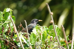 Sturnus vulgaris