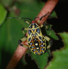 Pachylis laticornis
