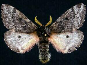 Pandora Pinemoth