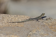 Platysaurus intermedius subniger