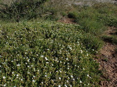 Delosperma uncinatum