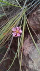 Drosera tomentosa
