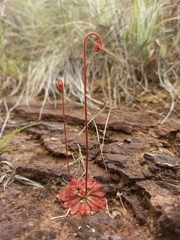 Drosera tomentosa