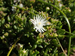 Delosperma uncinatum